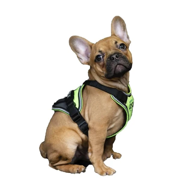 Julius K9 Arnés IDC Longwalk Neón 2 Julius K9 Arnés IDC Longwalk Neón - Imagen 2