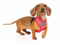 Fuzzyard Arnés Para Perro El Fuego Yeezy -Suministros Para Perros arnes para perro el fuego yeezy 2 3