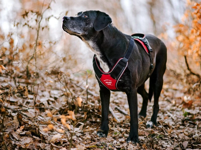 Julius K9 Arnés IDC Longwalk Rojo 2 Julius K9 Arnés IDC Longwalk Rojo - Imagen 2