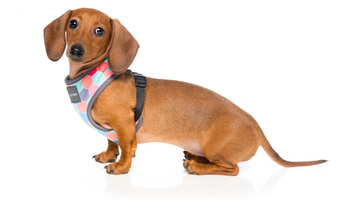 Fuzzyard Arnés Para Perro The Hive 2 Fuzzyard Arnés Para Perro The Hive - Imagen 2