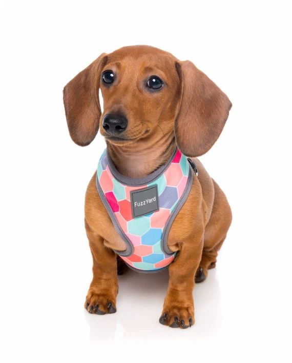 Fuzzyard Arnés Para Perro The Hive 4 Fuzzyard Arnés Para Perro The Hive - Imagen 4