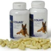 Colaid Para Problemas Gastrointestinales En Perros