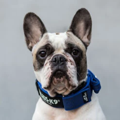 Julius K9 Collar Color & Gray IDC Con Asa Azul -Suministros Para Perros collar julius para perro 62dfd47bb4582