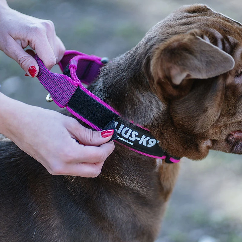 Julius K9 Collar Color & Gray IDC Con Asa Rosa 2 Julius K9 Collar Color & Gray IDC Con Asa Rosa - Imagen 2