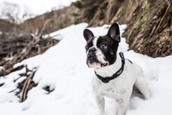 ROYAL CANIN Collar Color & Gray IDC Negro -Suministros Para Perros collar para perro negro 6304f0258c0fa