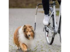 Trixie Correa Para Perros Especial Bicicleta De Luxe -Suministros Para Perros e8aaf1aeb3bea1c67f1e9c13158bf55c3e665c32 641af3a1d0d5a
