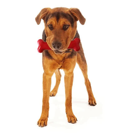 Bone Ternera Asada Y Vino Tinto 2 Bone Ternera Asada Y Vino Tinto - Imagen 2