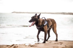 Julius K9 Arnés IDC De Cinta Negro -Suministros Para Perros img 3043 62722dea9c9e9