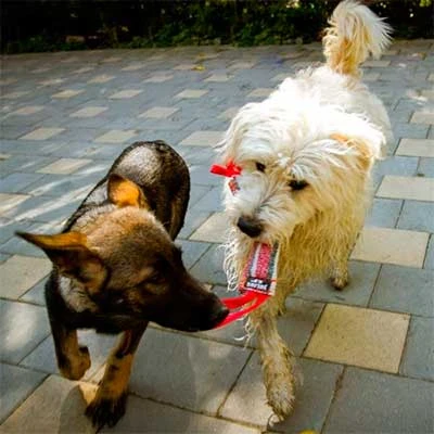 Julius K9 Mordedor De Tela Francesa 2 Asas 2 Julius K9 Mordedor De Tela Francesa 2 Asas - Imagen 2