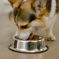 PRO PLAN Optiage Adult 7+ De Pollo Medium/Large -Suministros Para Perros optiage adult 7 de pollo medium large 6