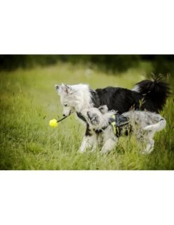 Julius K9 Pelota IDC Fluorescente Amarilla -Suministros Para Perros pelota idc lumino asa cerrable 4 63a02a1cc067e