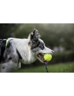 Julius K9 Pelota IDC Fluorescente Amarilla -Suministros Para Perros pelota idc lumino asa cerrable 5 63a02a1dc2e62