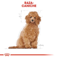 ROYAL CANIN Poodle Puppy Pienso Para Cachorro Caniche 14 ROYAL CANIN Poodle Puppy Pienso Para Cachorro Caniche -Suministros Para Perros poodle puppy 6