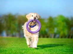 Puller -Suministros Para Perros puller standard3 62fe111e53cf9