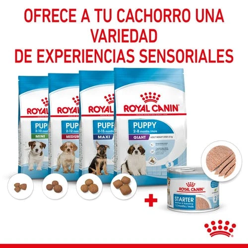 ROYAL CANIN Pack 12 Starter Mousse Babydog 7 ROYAL CANIN Pack 12 Starter Mousse Babydog - Imagen 7