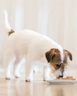 Schesir Pack 10 Pollo Con Papaya Para Su Mascota -Suministros Para Perros schesir prodotti cane umido 62d55e65be1e1