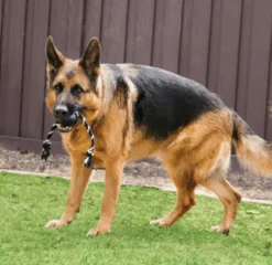 KONG Pelota Con Cuerda Extreme -Suministros Para Perros xtrema dog 64f23bf456946