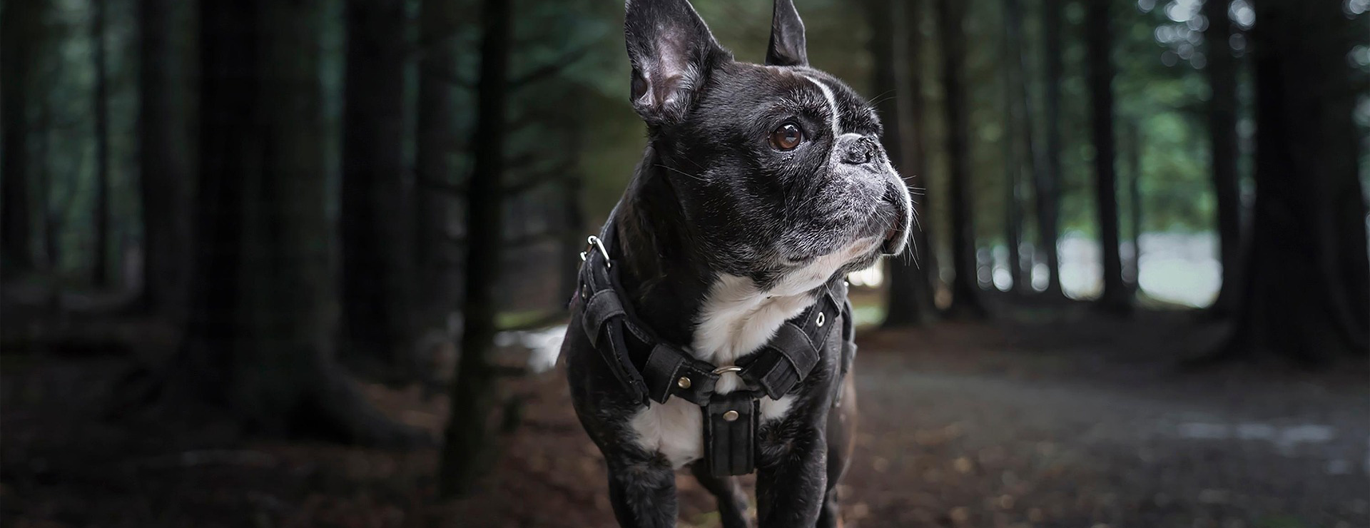 Suministros Para Perros -Suministros Para Perros french bulldog 6038122 1920