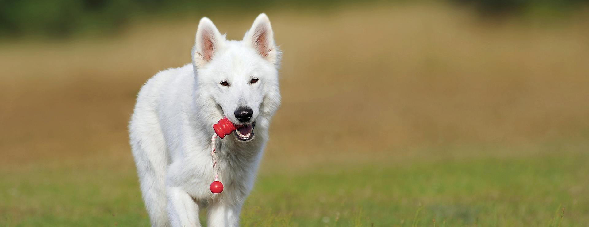 Suministros Para Perros -Suministros Para Perros pexels pixabay 46523